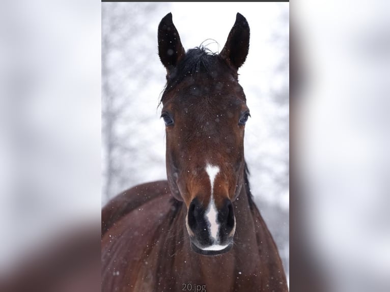 Westfaliano Giumenta 10 Anni 169 cm Baio in Wenden