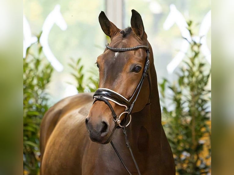 Westfaliano Giumenta 10 Anni 169 cm Baio in Loxstedt
