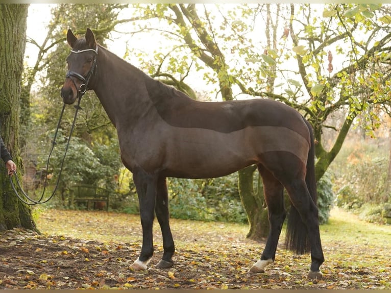Westfaliano Giumenta 10 Anni 169 cm Baio scuro in Dorsten