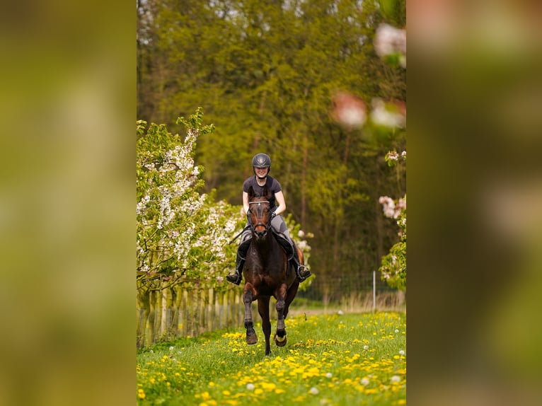 Westfaliano Giumenta 10 Anni 169 cm Baio scuro in Dorsten