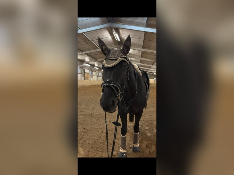 Westfaliano Giumenta 10 Anni 169 cm Morello in Schwarzenbek