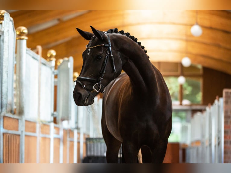 Westfaliano Giumenta 10 Anni 170 cm Baio in HeidenHeiden