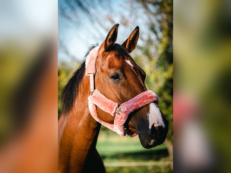 Westfaliano Giumenta 10 Anni 170 cm Baio in Ettlingen