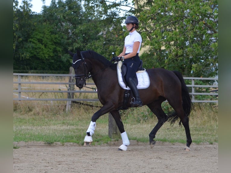 Westfaliano Giumenta 10 Anni 170 cm Baio nero in Witten