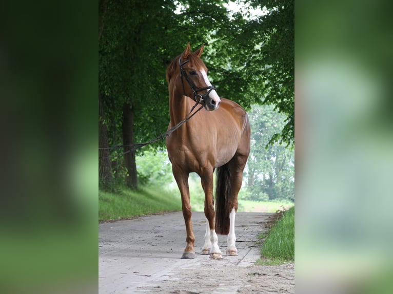 Westfaliano Giumenta 10 Anni 170 cm in Schwerte