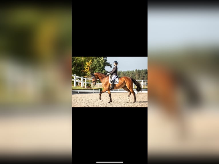 Westfaliano Giumenta 10 Anni 172 cm Baio in Kümmersbruck Westfaliano Giumenta 10 Anni 172 cm Baio in Kümmersbruck