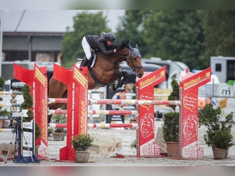 Westfaliano Giumenta 10 Anni 172 cm Baio in Borgholzhausen