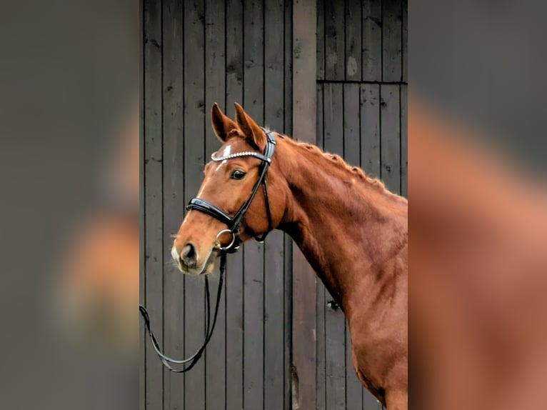 Westfaliano Giumenta 10 Anni 172 cm Sauro in Bönen