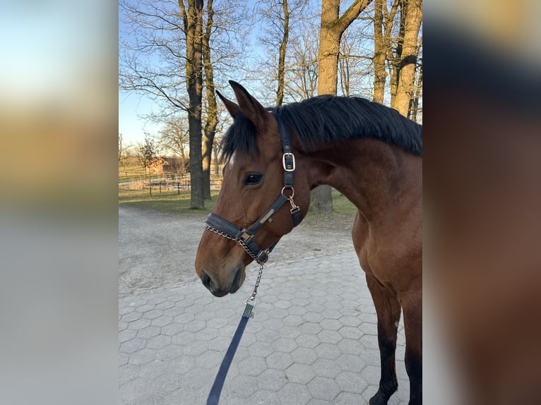 Westfaliano Giumenta 10 Anni 173 cm Baio in Melle