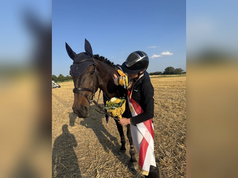 Westfaliano Giumenta 10 Anni 173 cm Baio scuro in Rheda-Wiedenbrück