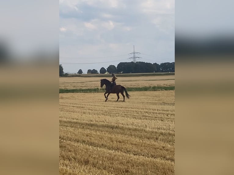 Westfaliano Giumenta 10 Anni 174 cm Baio in Esens