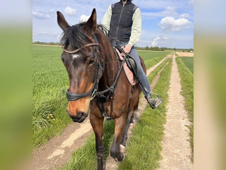 Westfaliano Giumenta 10 Anni 174 cm Baio in Elsdorf