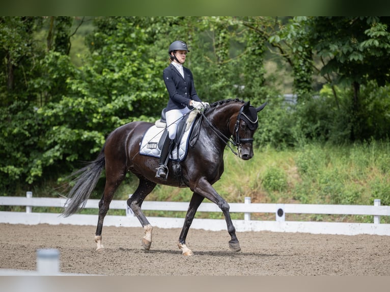 Westfaliano Giumenta 10 Anni 174 cm Morello in Heddesheim