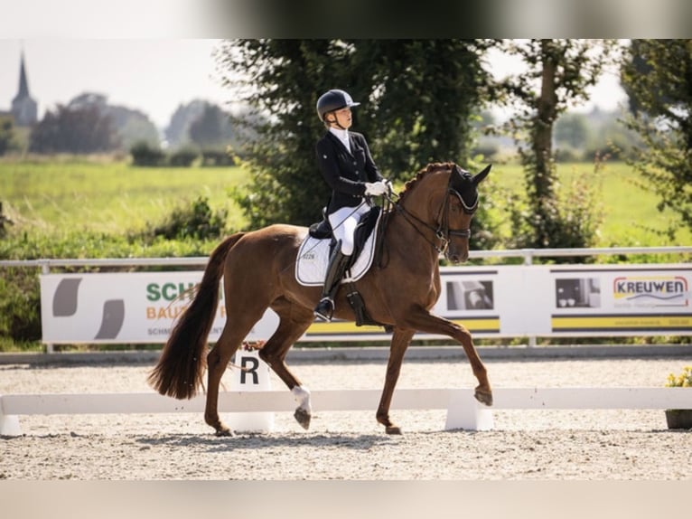 Westfaliano Giumenta 10 Anni 176 cm Sauro in Aachen