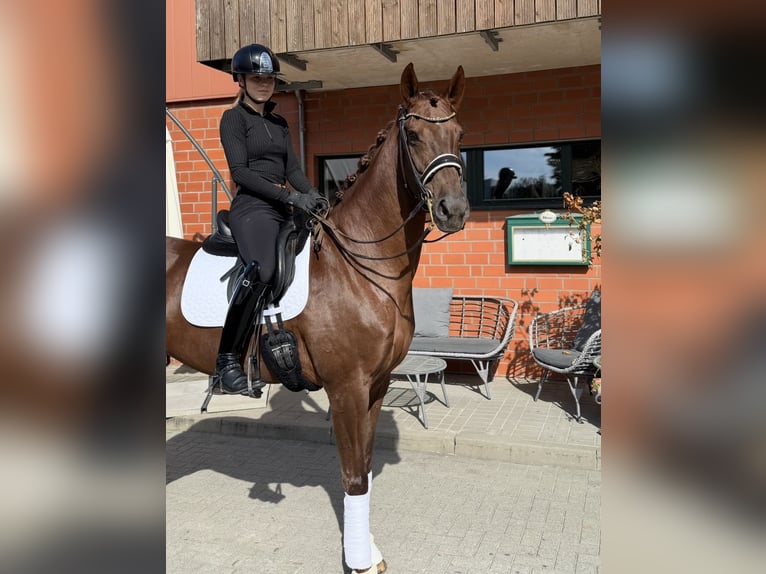 Westfaliano Giumenta 10 Anni 176 cm Sauro in Aachen