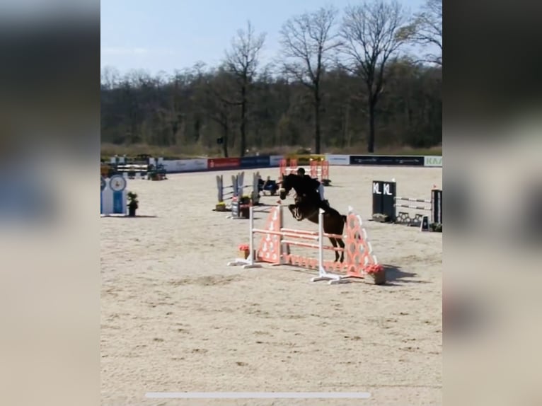 Westfaliano Giumenta 10 Anni 177 cm Baio in Hasbergen