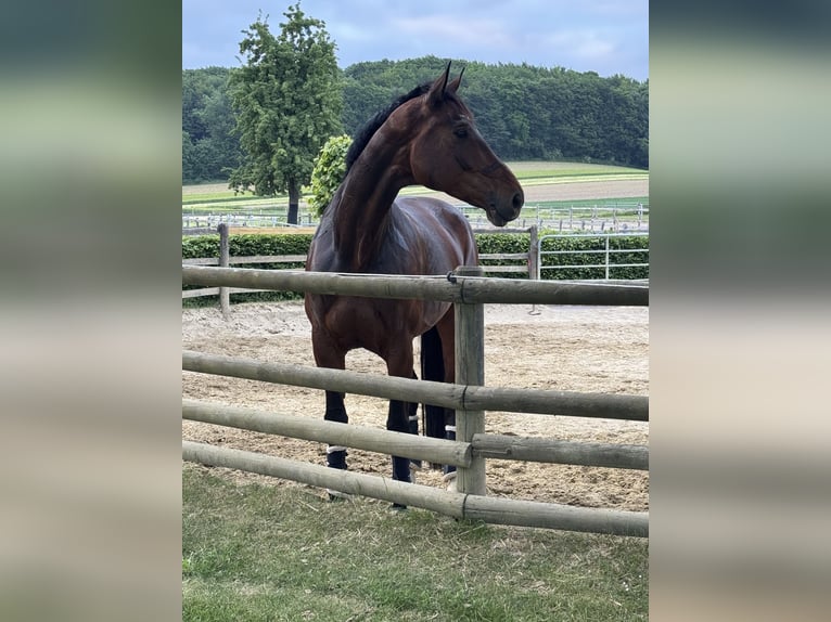 Westfaliano Giumenta 10 Anni 182 cm Baio in D&#xFC;lmen