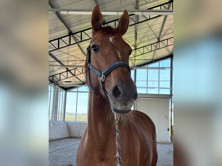 Westfaliano Giumenta 11 Anni 160 cm Sauro in Dornburg