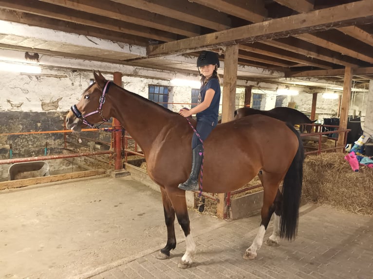 Westfaliano Giumenta 11 Anni 163 cm Baio in Kranenburg