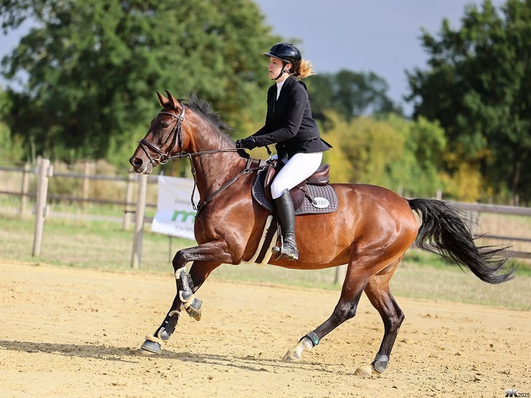 Westfaliano Giumenta 11 Anni 165 cm Baio in Greven