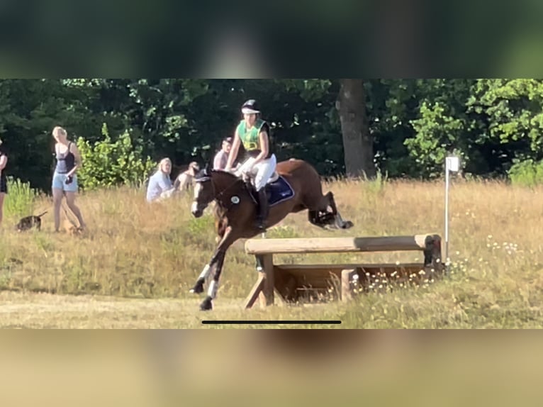 Westfaliano Giumenta 11 Anni 166 cm Baio in Norderstedt