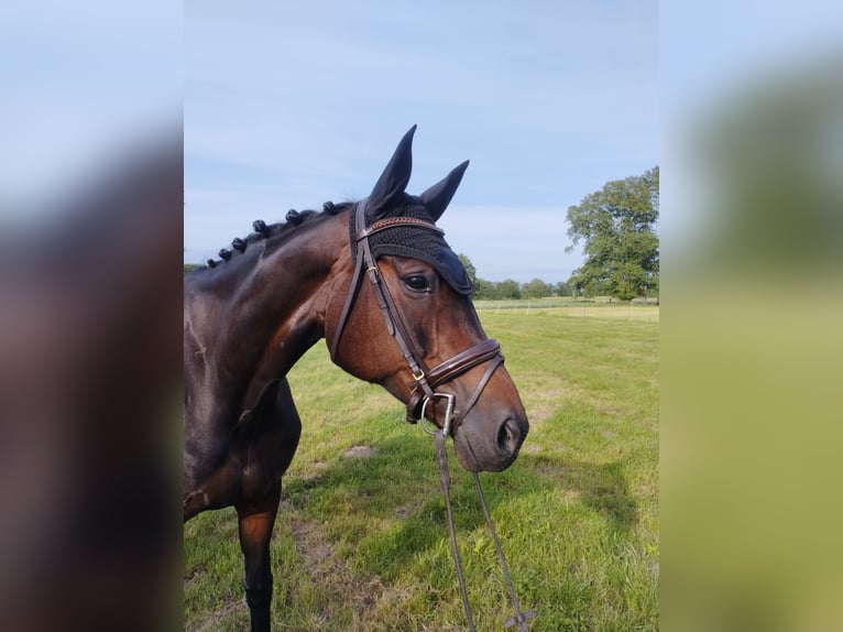 Westfaliano Giumenta 11 Anni 166 cm Baio scuro in Warmsen