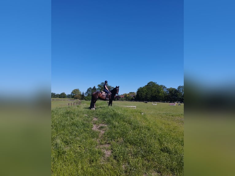 Westfaliano Giumenta 11 Anni 166 cm Baio scuro in Warmsen