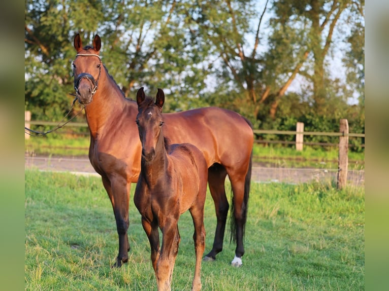 Westfaliano Giumenta 11 Anni 168 cm Baio scuro in Erwitte