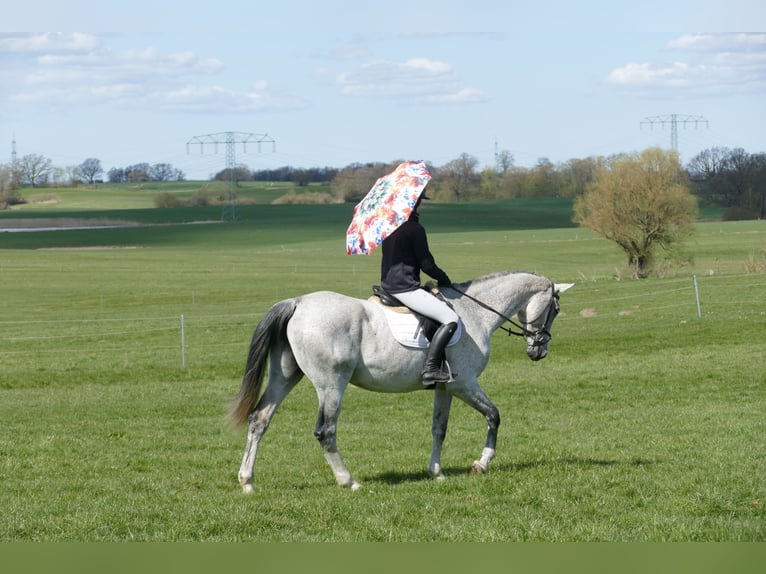 Westfaliano Giumenta 11 Anni 169 cm Grigio in Ganschow