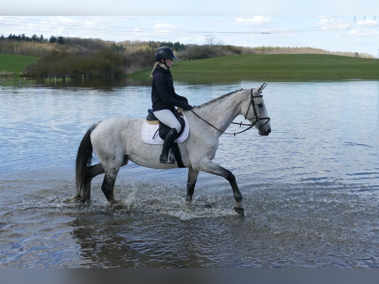 Westfaliano Giumenta 11 Anni 169 cm Grigio in Ganschow