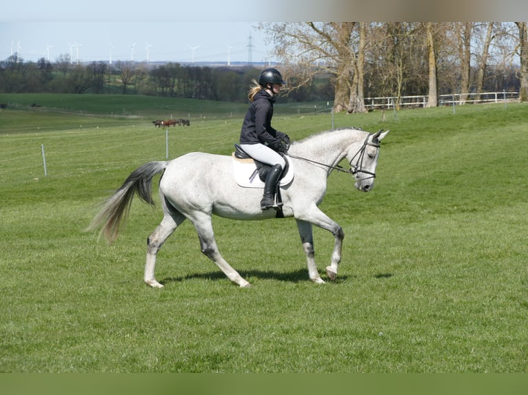 Westfaliano Giumenta 11 Anni 169 cm Grigio in Ganschow