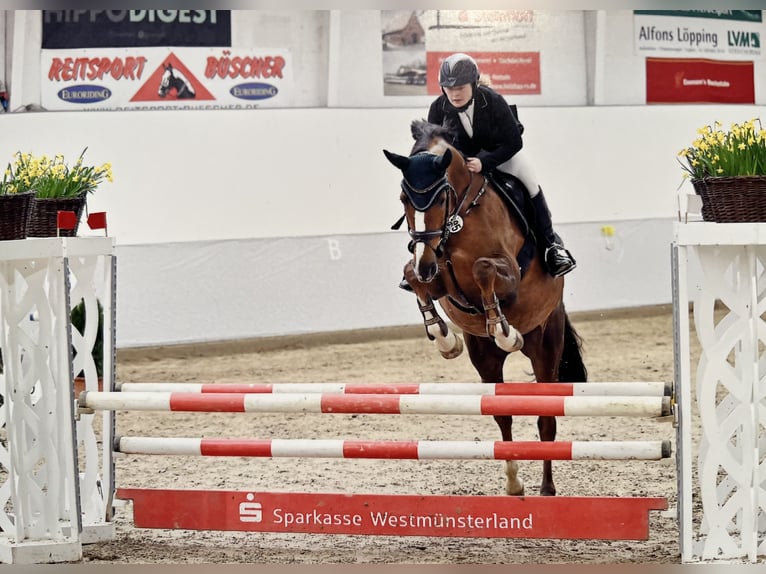 Westfaliano Giumenta 11 Anni 170 cm Sauro in Legden
