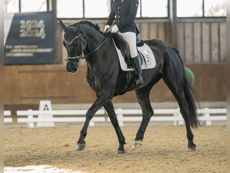 Westfaliano Giumenta 11 Anni 171 cm Baio nero in Recklinghausen