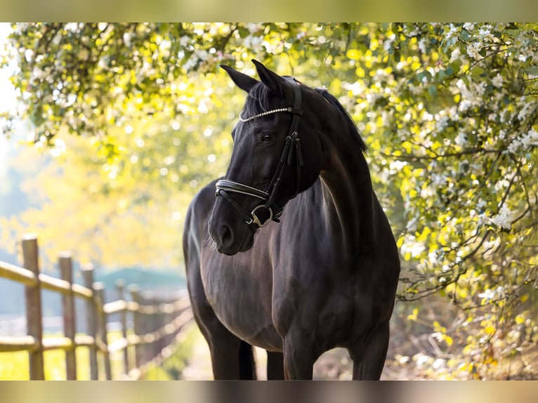 Westfaliano Giumenta 11 Anni 171 cm Morello in Viersen