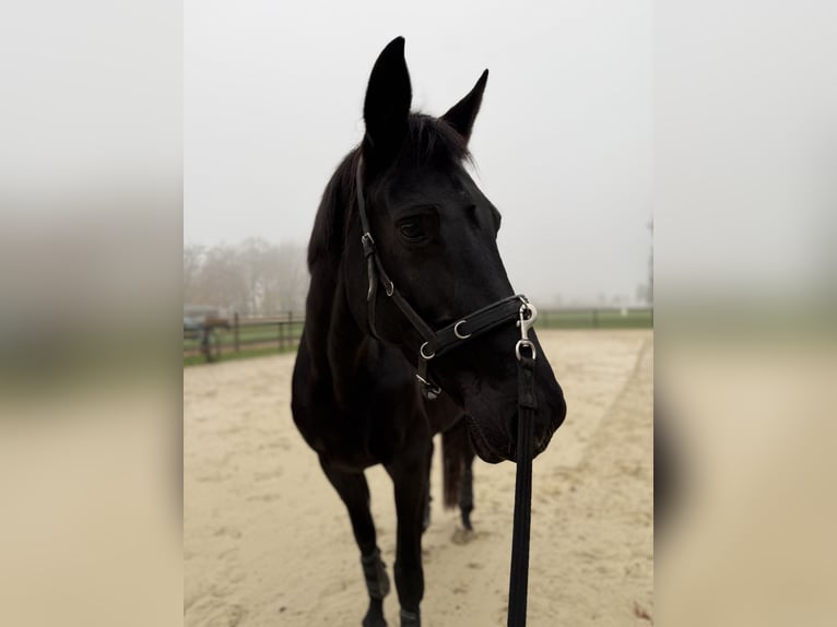 Westfaliano Giumenta 11 Anni 171 cm Morello in Viersen
