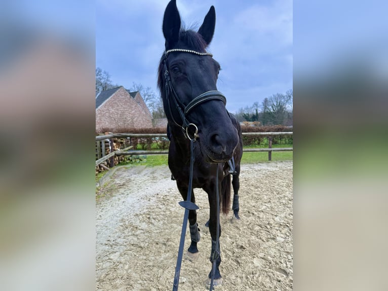 Westfaliano Giumenta 11 Anni 171 cm Morello in Viersen