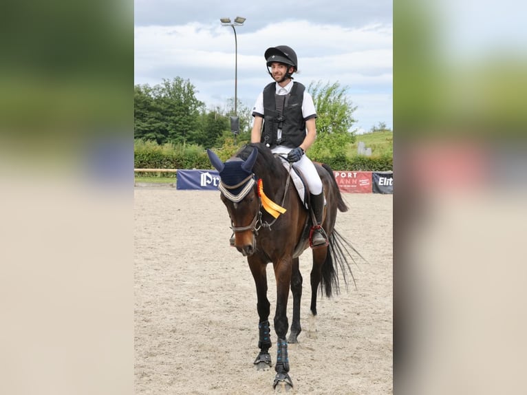 Westfaliano Giumenta 11 Anni 172 cm Baio in Todtmoos