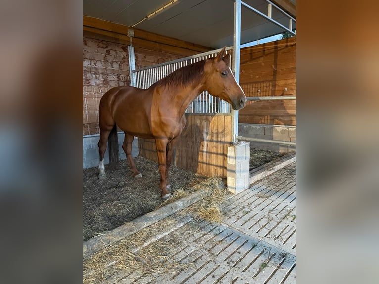 Westfaliano Giumenta 11 Anni 172 cm Sauro in Schwäbisch Hall