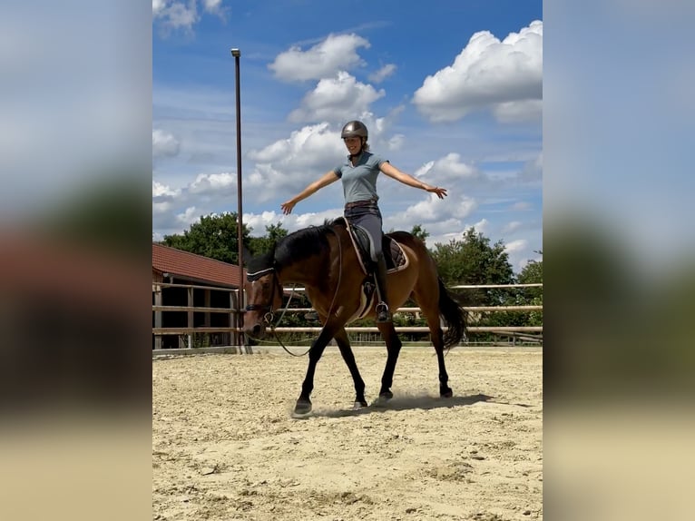 Westfaliano Giumenta 11 Anni 173 cm Baio in Wadersloh