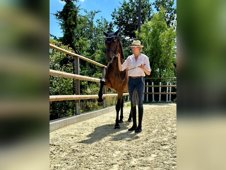 Westfaliano Giumenta 11 Anni 173 cm Baio in Wadersloh