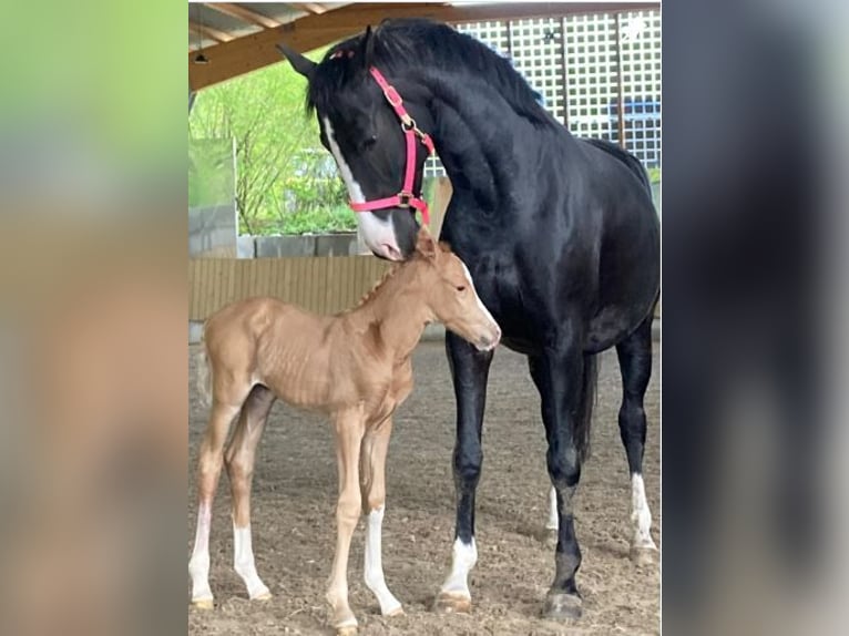 Westfaliano Giumenta 12 Anni 154 cm Morello in Untergruppenbach