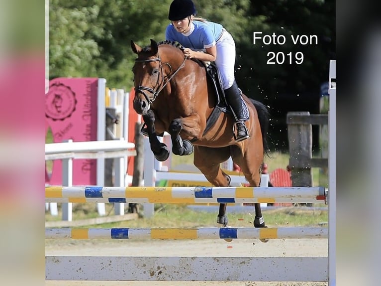 Westfaliano Giumenta 12 Anni 157 cm Baio in Steinheim
