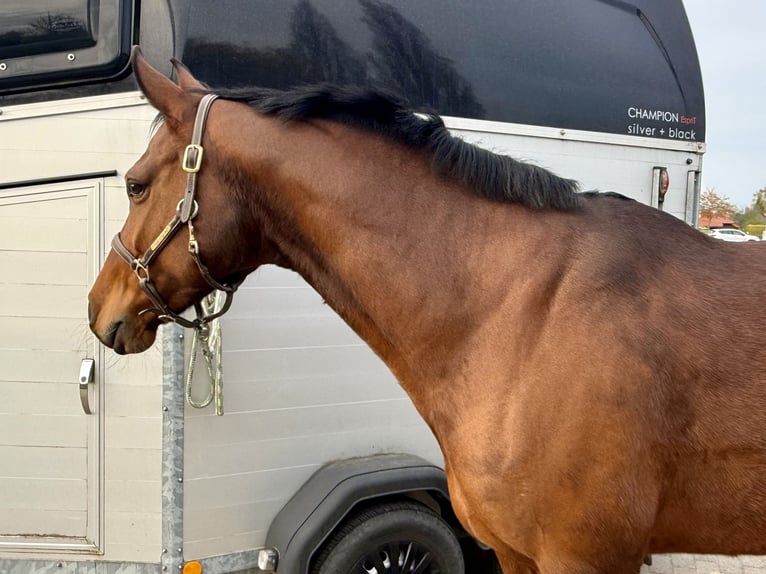 Westfaliano Giumenta 12 Anni 157 cm Baio in Steinheim