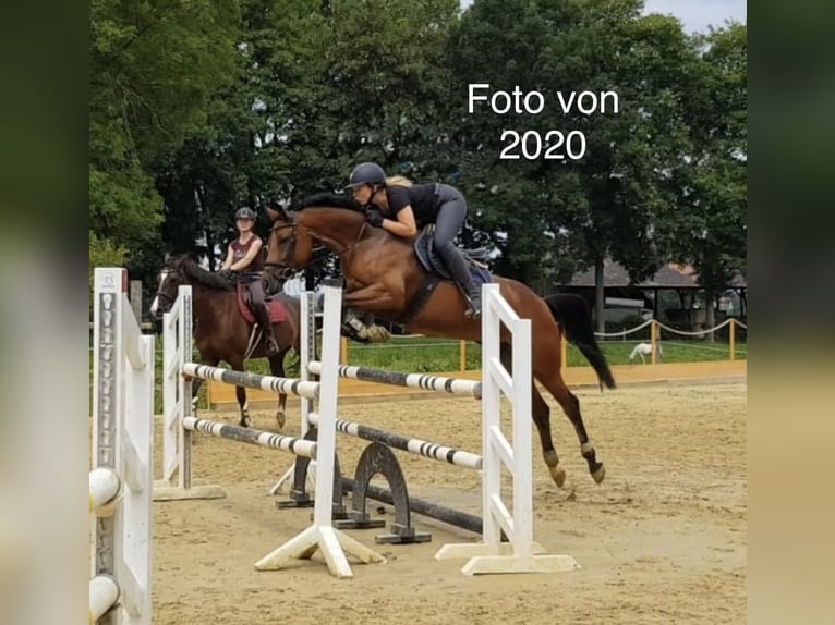 Westfaliano Giumenta 12 Anni 157 cm Baio in Steinheim