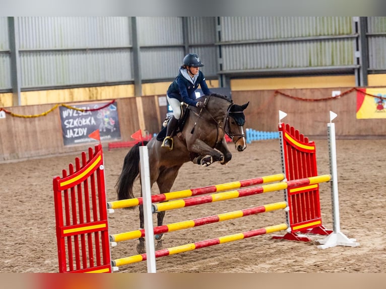 Westfaliano Giumenta 12 Anni 162 cm Baio ciliegia in Oława