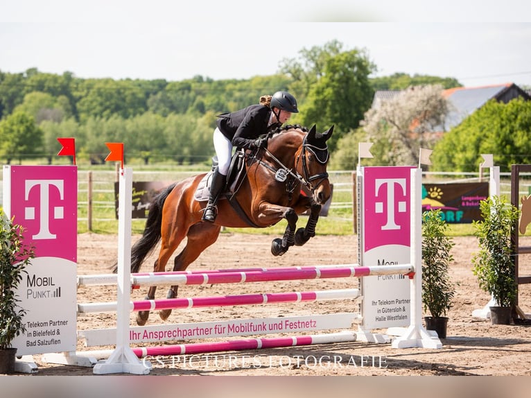 Westfaliano Giumenta 12 Anni 163 cm Baio in Harsewinkel