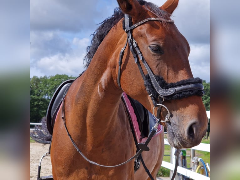 Westfaliano Giumenta 12 Anni 165 cm Baio in Rheine