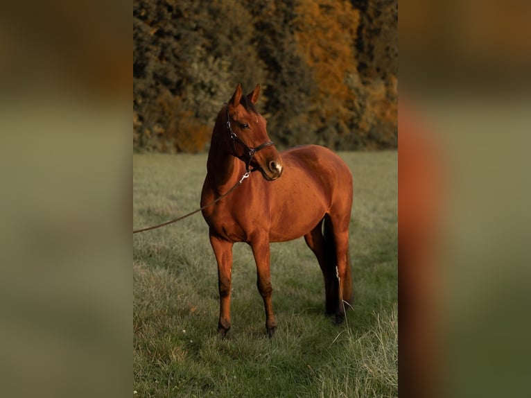 Westfaliano Giumenta 12 Anni 165 cm Baio in Hinteregg