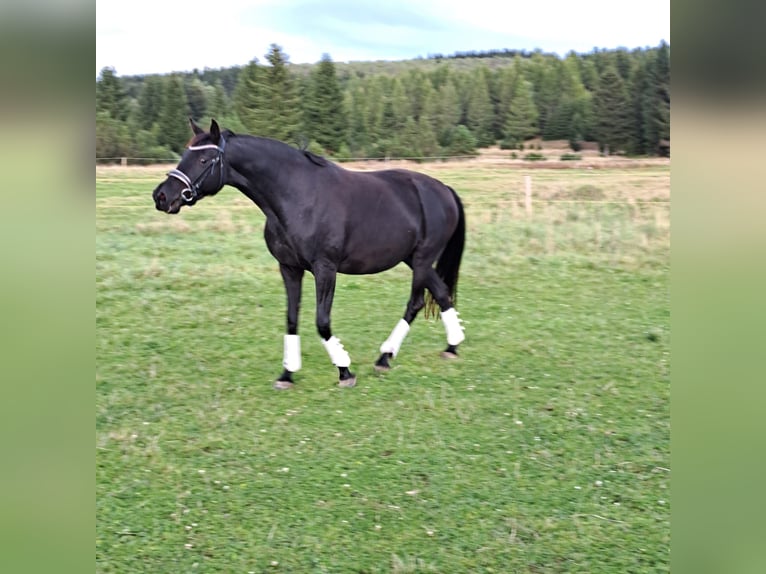 Westfaliano Giumenta 12 Anni 165 cm Morello in Marienberg