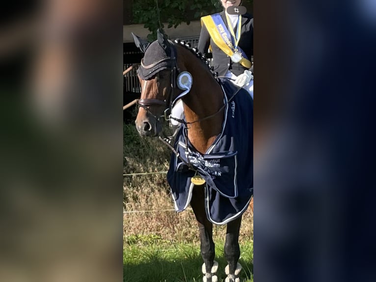 Westfaliano Giumenta 12 Anni 166 cm Baio in Wetter (Ruhr)